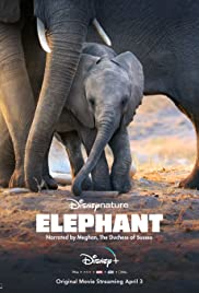 Elephant (2020) [ไม่มีซับไทย]